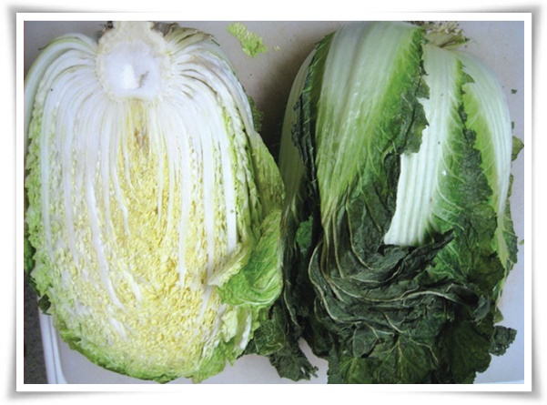 "김장 배추, 직접 길러보세요!" 초보자도 성공할 수 있는 쉬운 재배 가이드