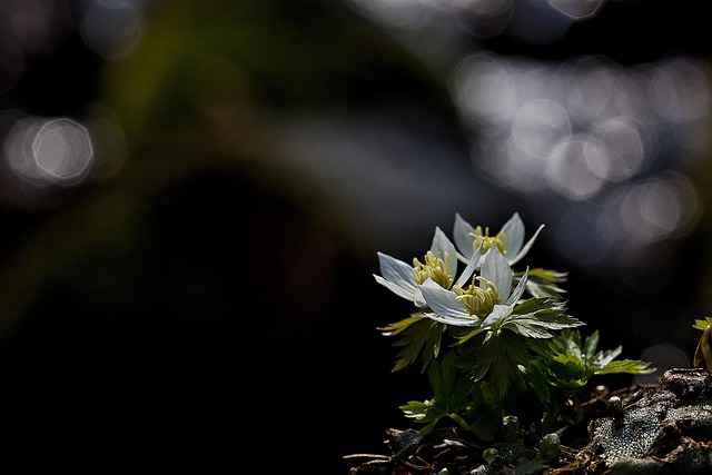 청태산 모데미풀