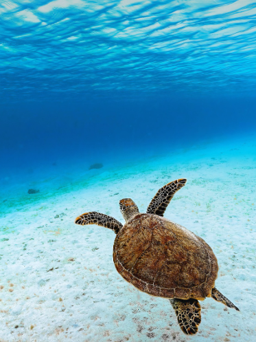 바다식목일
5월 10일 바다식목일