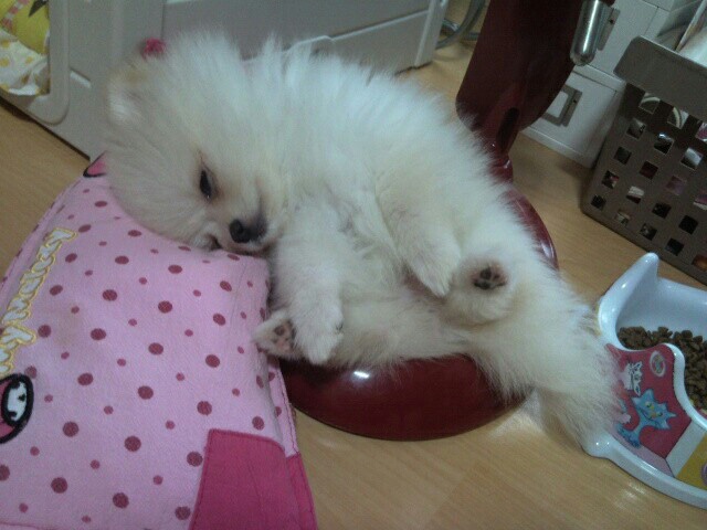 강아지 훈련 시키는 방법 : 사회성 훈련방법&amp;#44; 간식