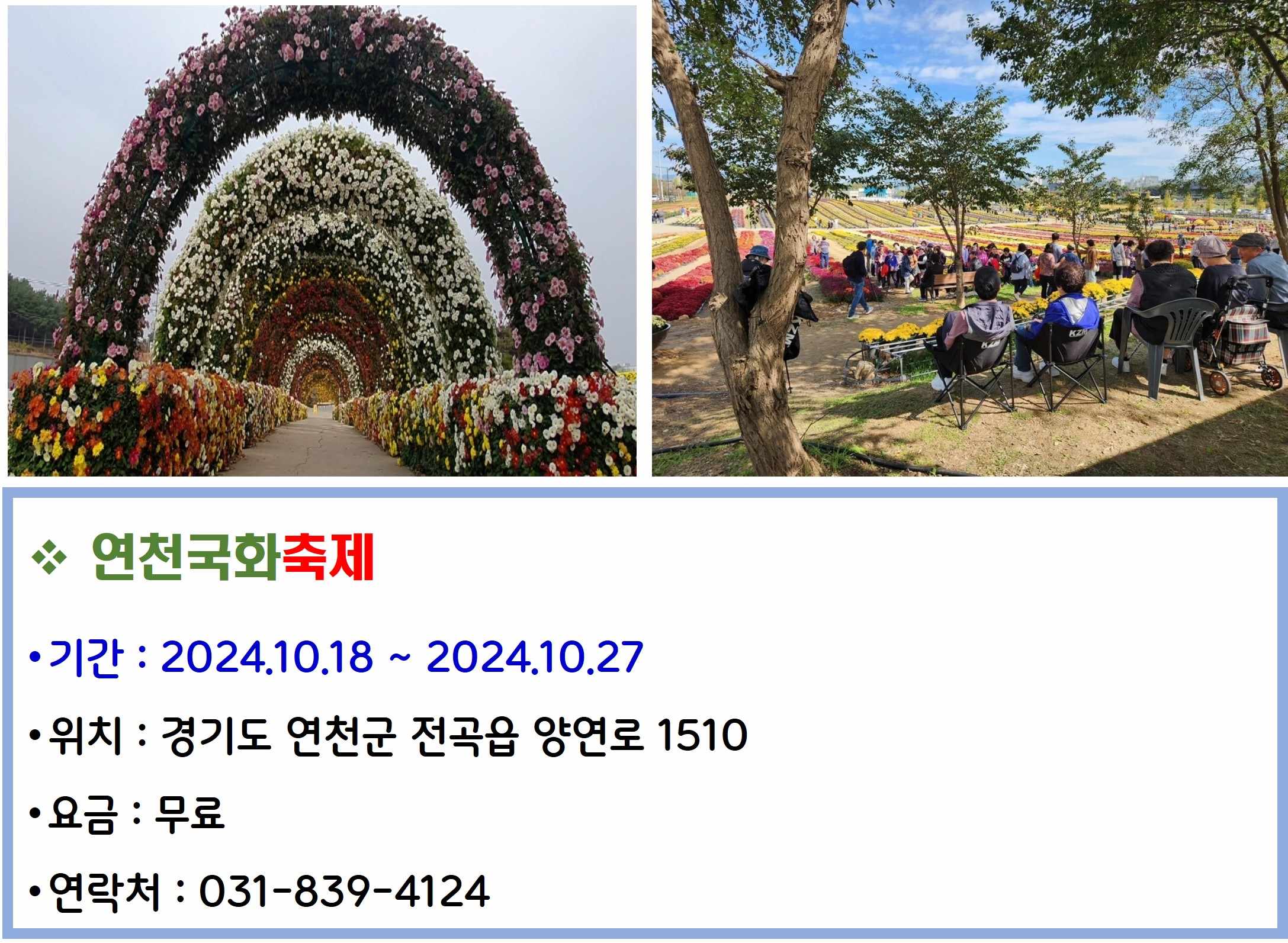 연천국화축제