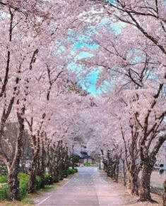 꽃길-여행지-하동-벚꽃