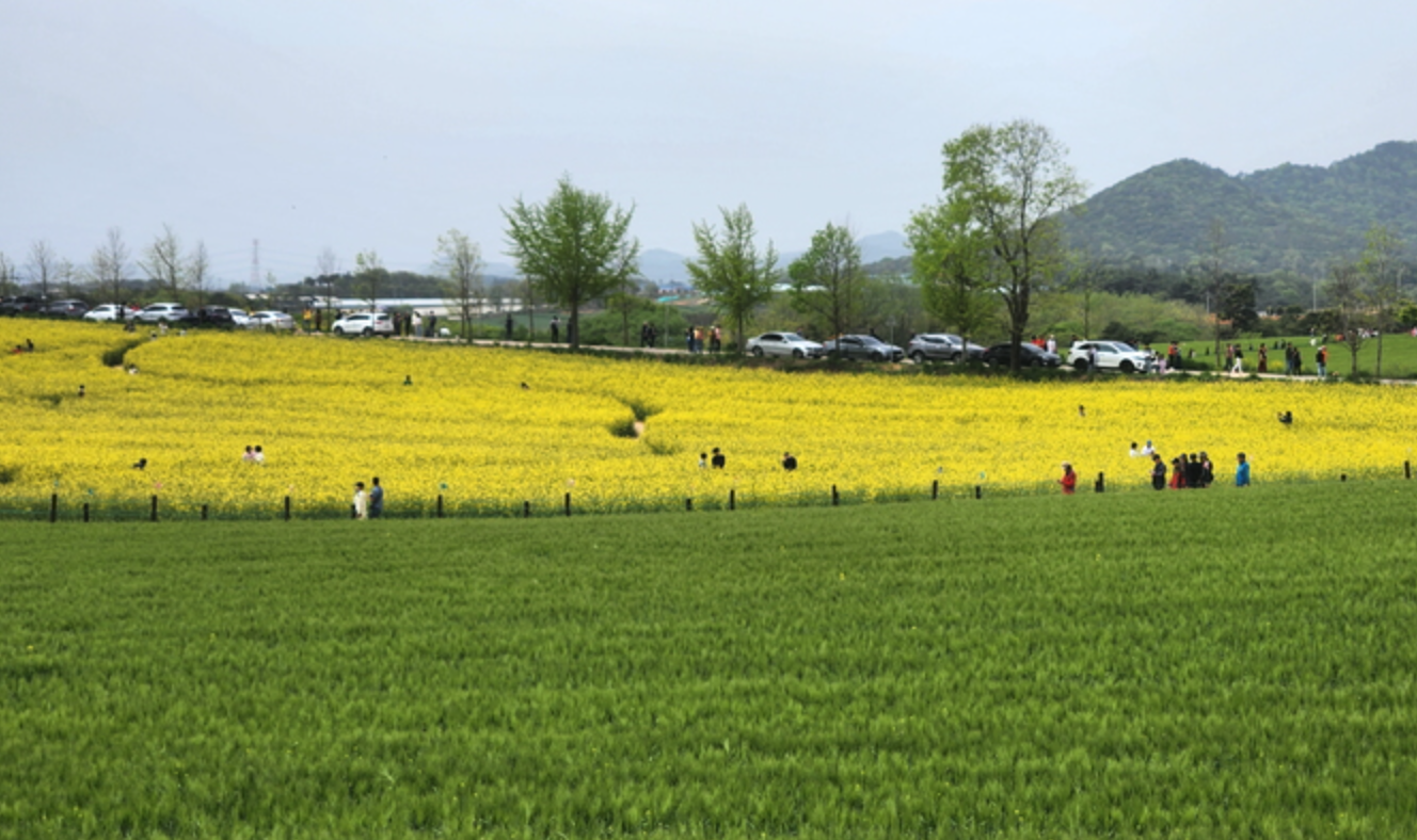 고창-청보리밭-축제