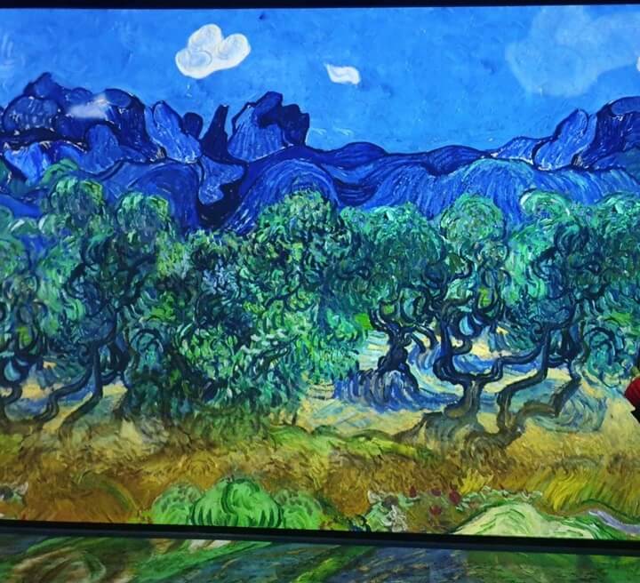 빛 반사로 벽에 비추는 나무그림