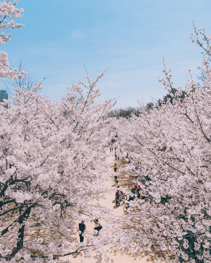 서울숲 벚꽃길