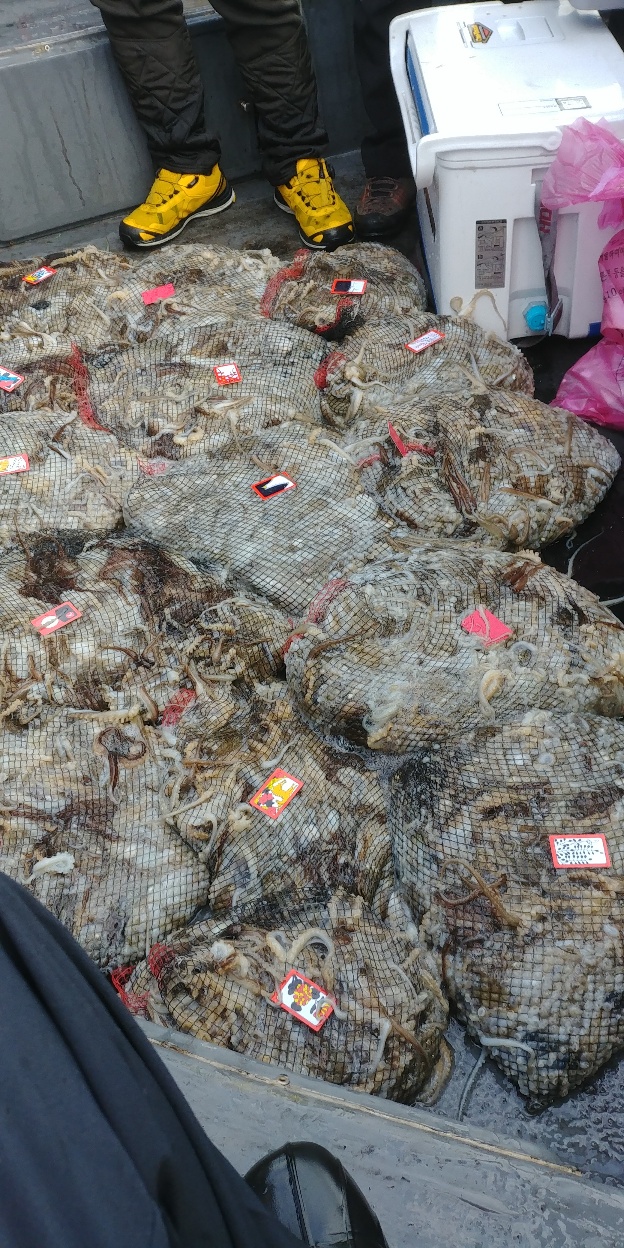 2025년 쭈꾸미 금어기