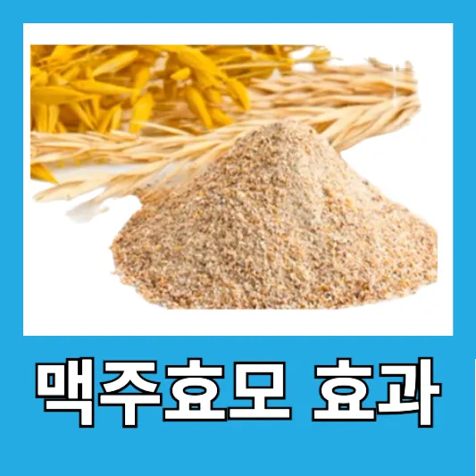 맥주효모 효과