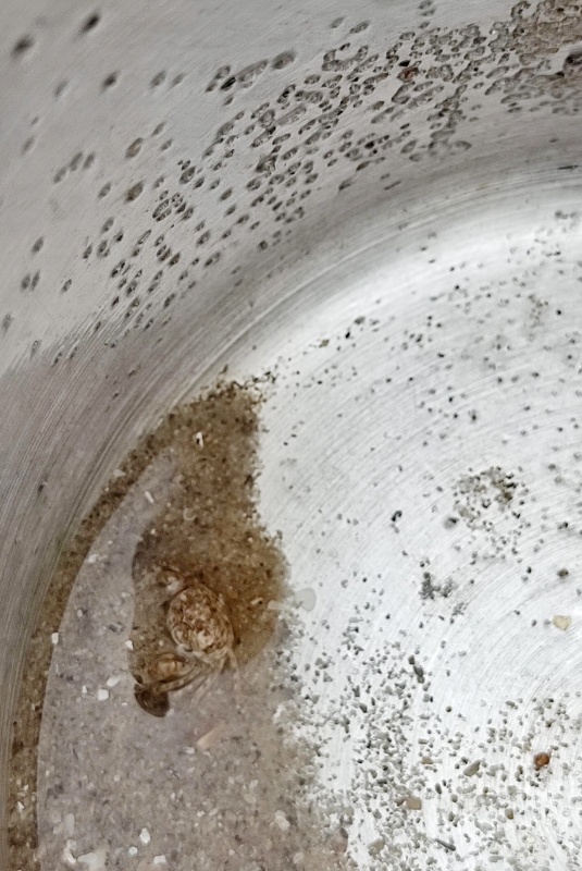 미루에게 잡힌 작은꽃게