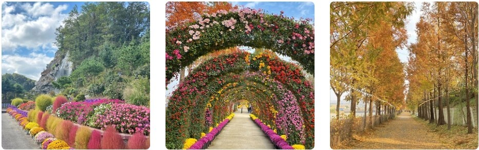 피나클랜드 국화축제