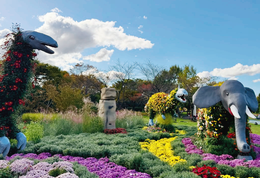 공룡, 코끼리 그리고 국화