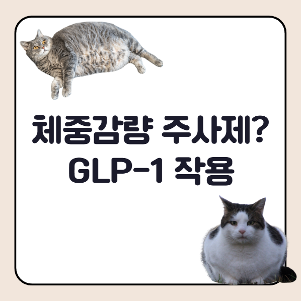 체중감량 주사제 종류