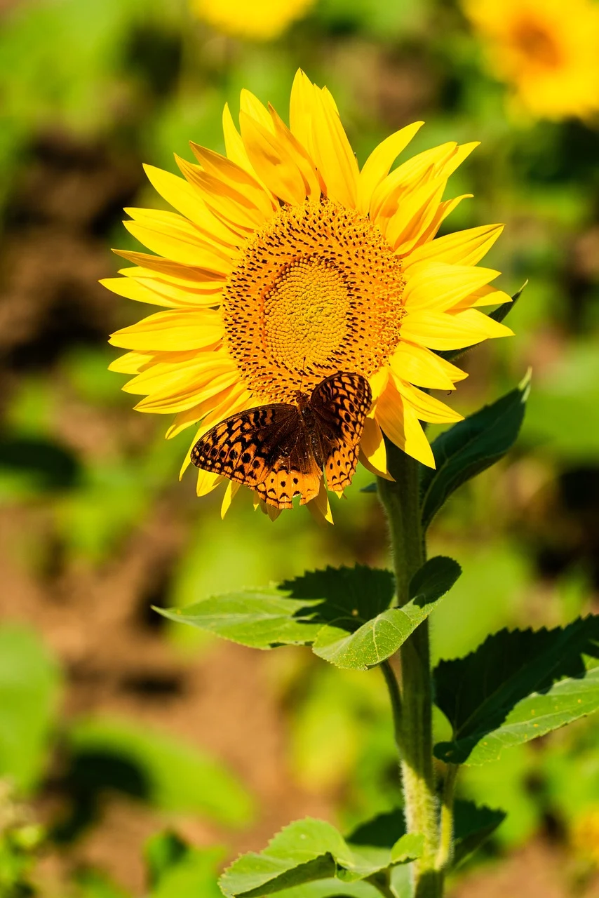 인터넷 이전 직접 설치