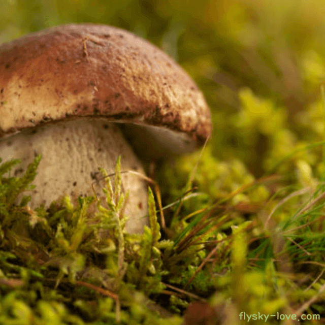 포르치니(porcini) 버섯 효능
