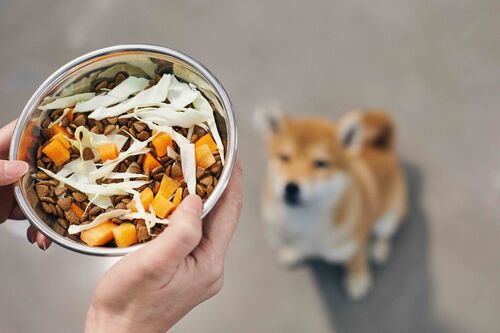 입맛 없는 강아지 화식