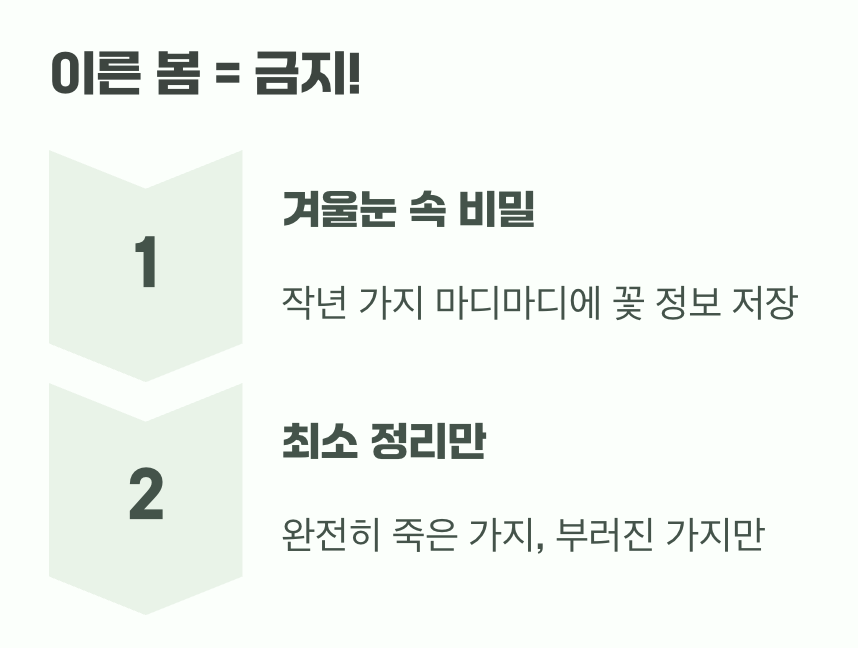 가지치기 최악의 시기, '이른 봄'