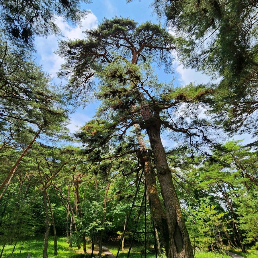 영월 동강래프팅 & 청령포