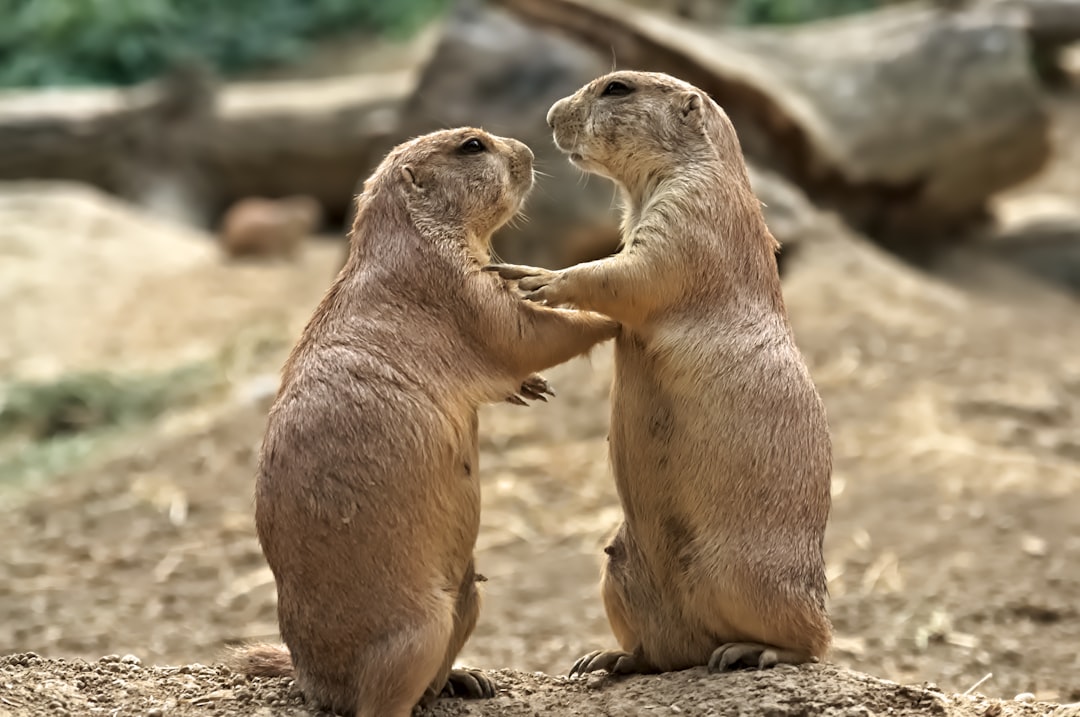 Pairing