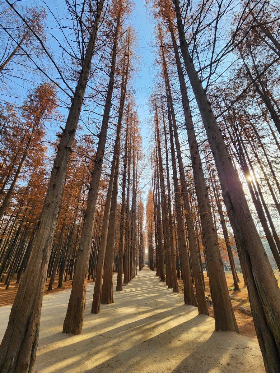 중국 르자오 국립 숲 공원