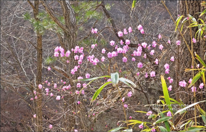 천성산 상리천 야생화 트레킹