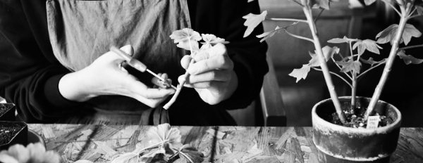 제라늄 삽목 2일 차: 가지 잘라내기, 가지 말리기