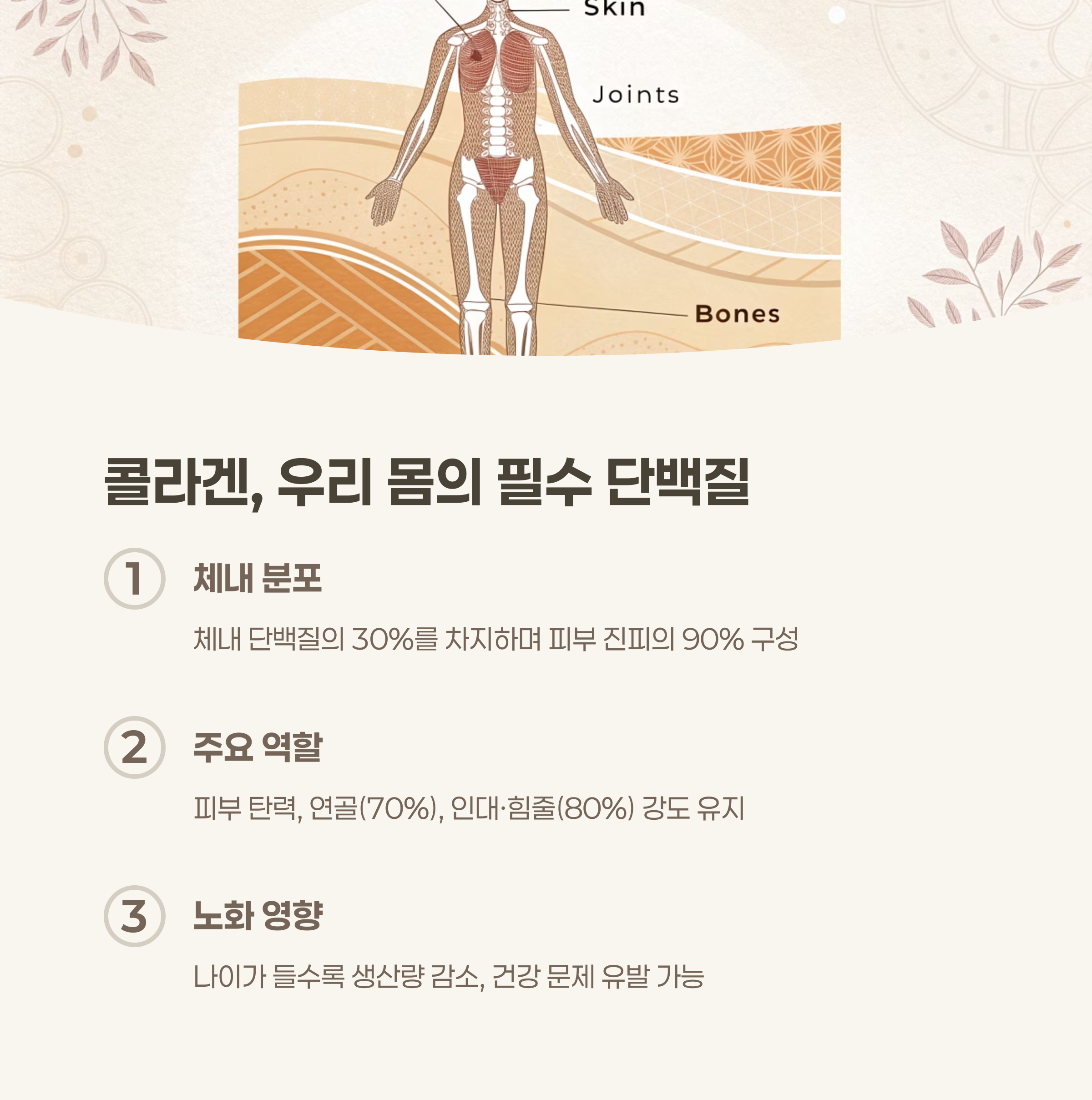 콜라겐의 역할과 체내 분포