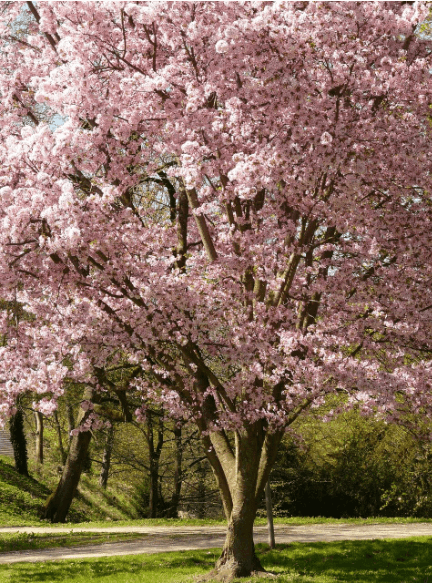 일본 벚꽃 개화시기 관련사진