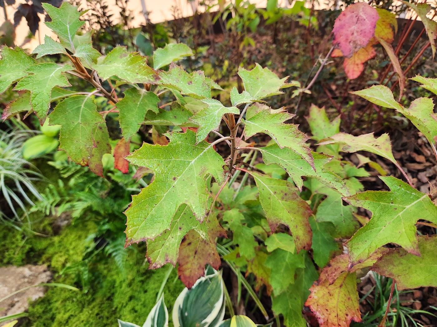 떡갈잎수국(Oakleaf Hydrangea)