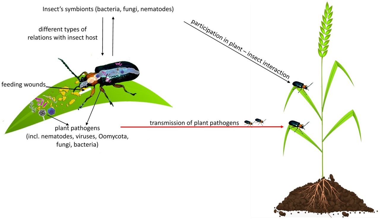 곤충을 매게하는 브로모바이러스