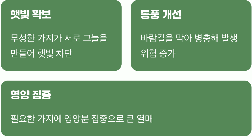 가지치기, 왜 꼭 해야 할까요?