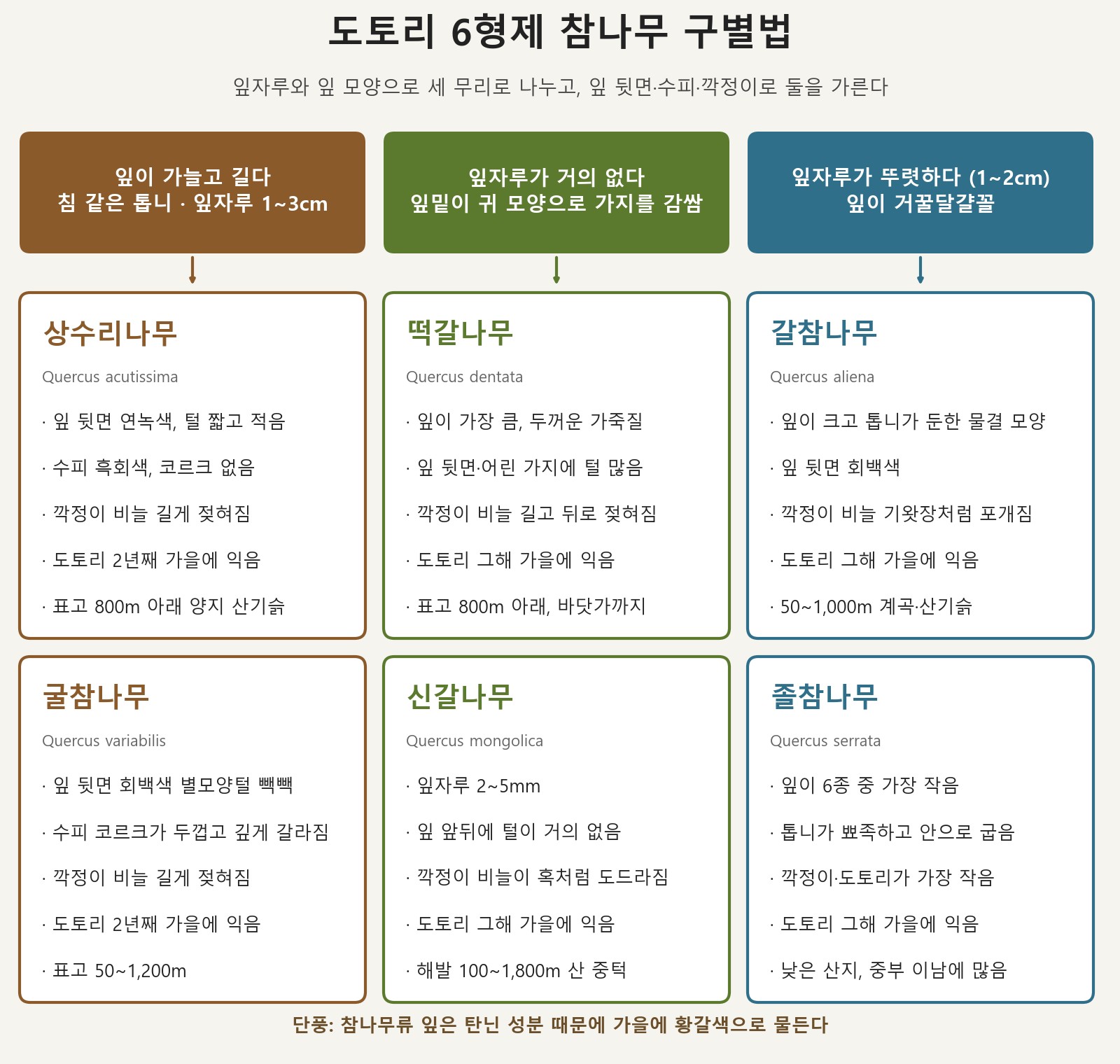 도토리 6형제 참나무 구별법: 상수리&middot;굴참&middot;떡갈&middot;신갈&middot;갈참&middot;졸참 식별도