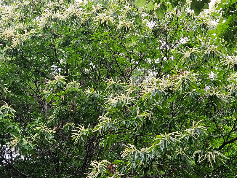 밤나무 꽃1