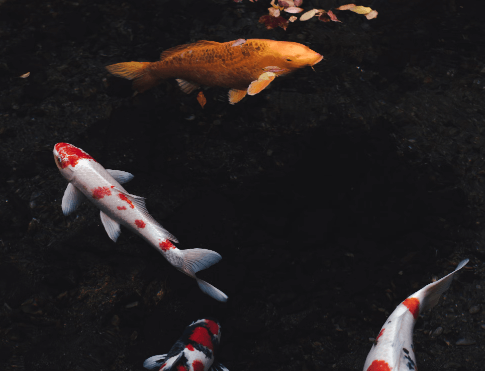 잉어 꿈 해몽 풀이