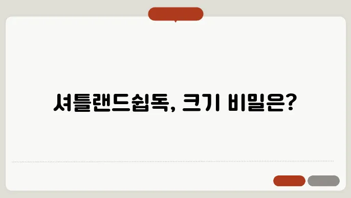 셔틀랜드쉽독 크기 알아보기