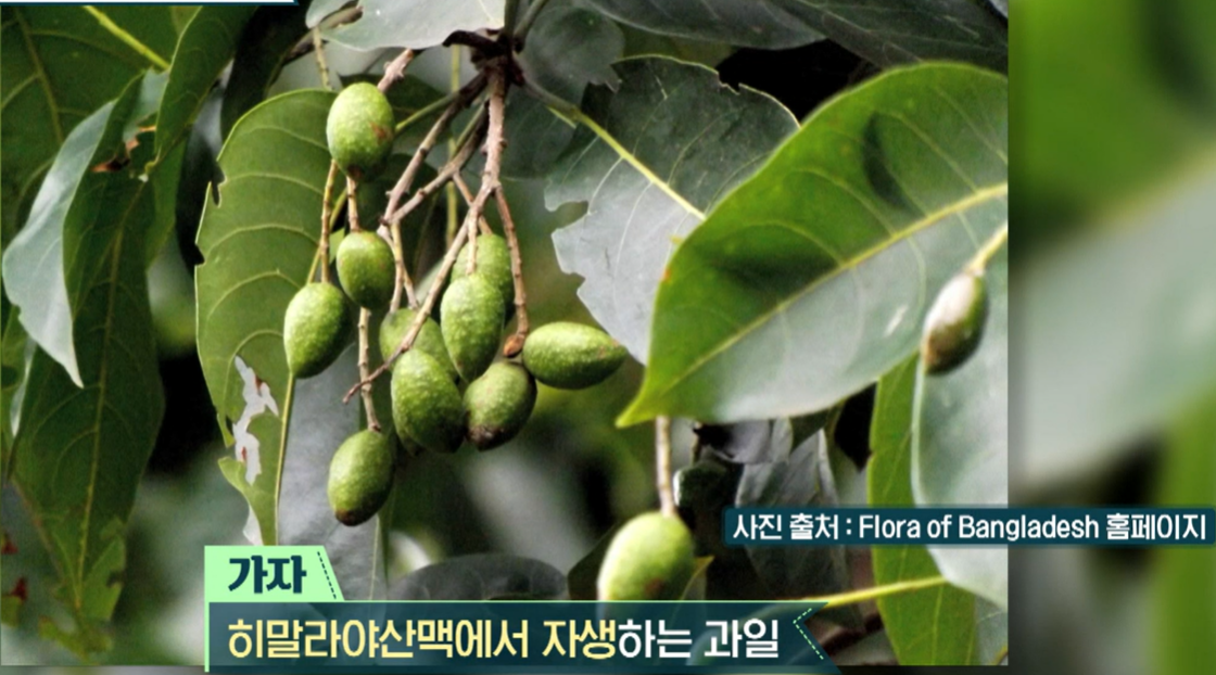 가자추출물