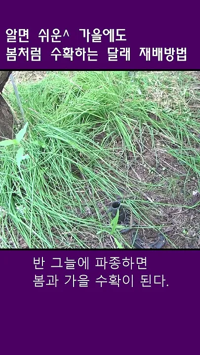 달래 재배 분구 나누기 화분 키우기 향 유지_5