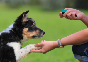 강아지의 장난감으로 교욱시키는 모습