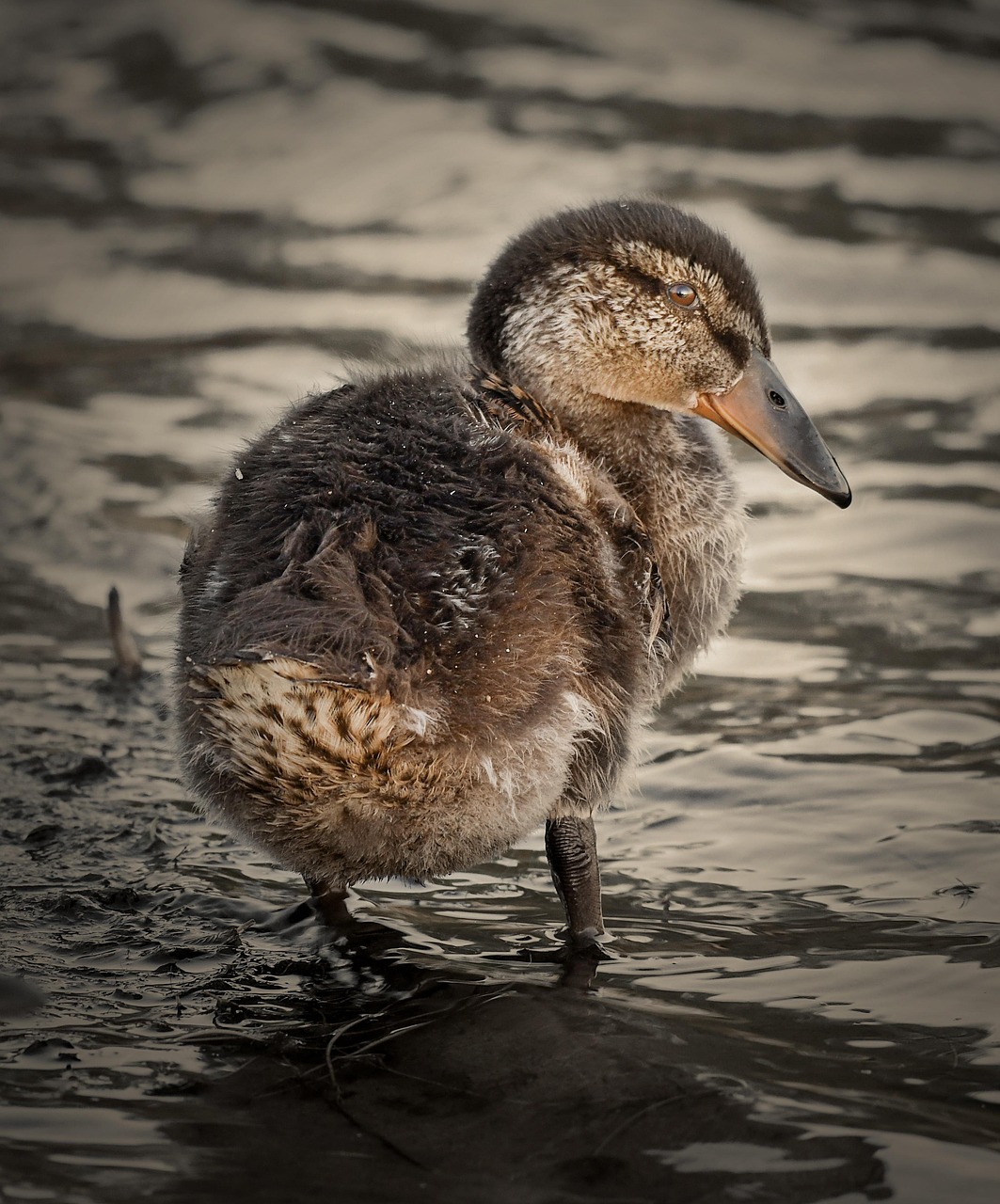 2025 실수령액 계산기