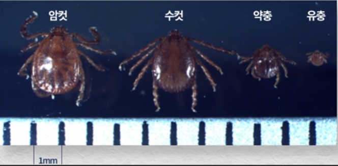 암컷 수컷 약충 유충 사진