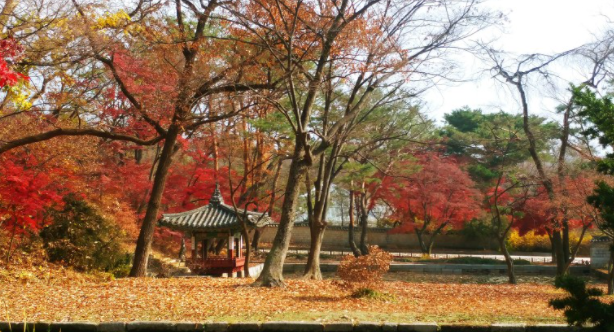단풍