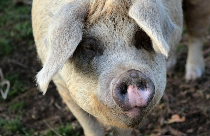 2025년 6월 돼지띠 생년별 운세