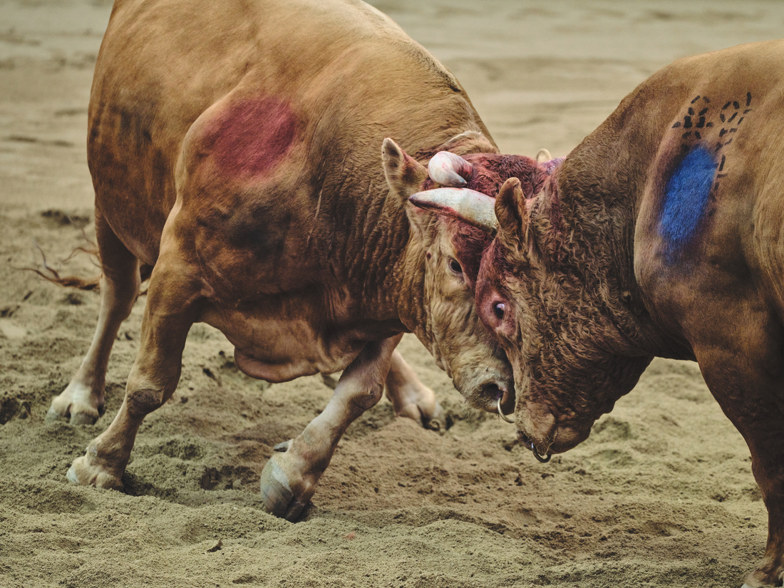 멈추지 않는 소싸움