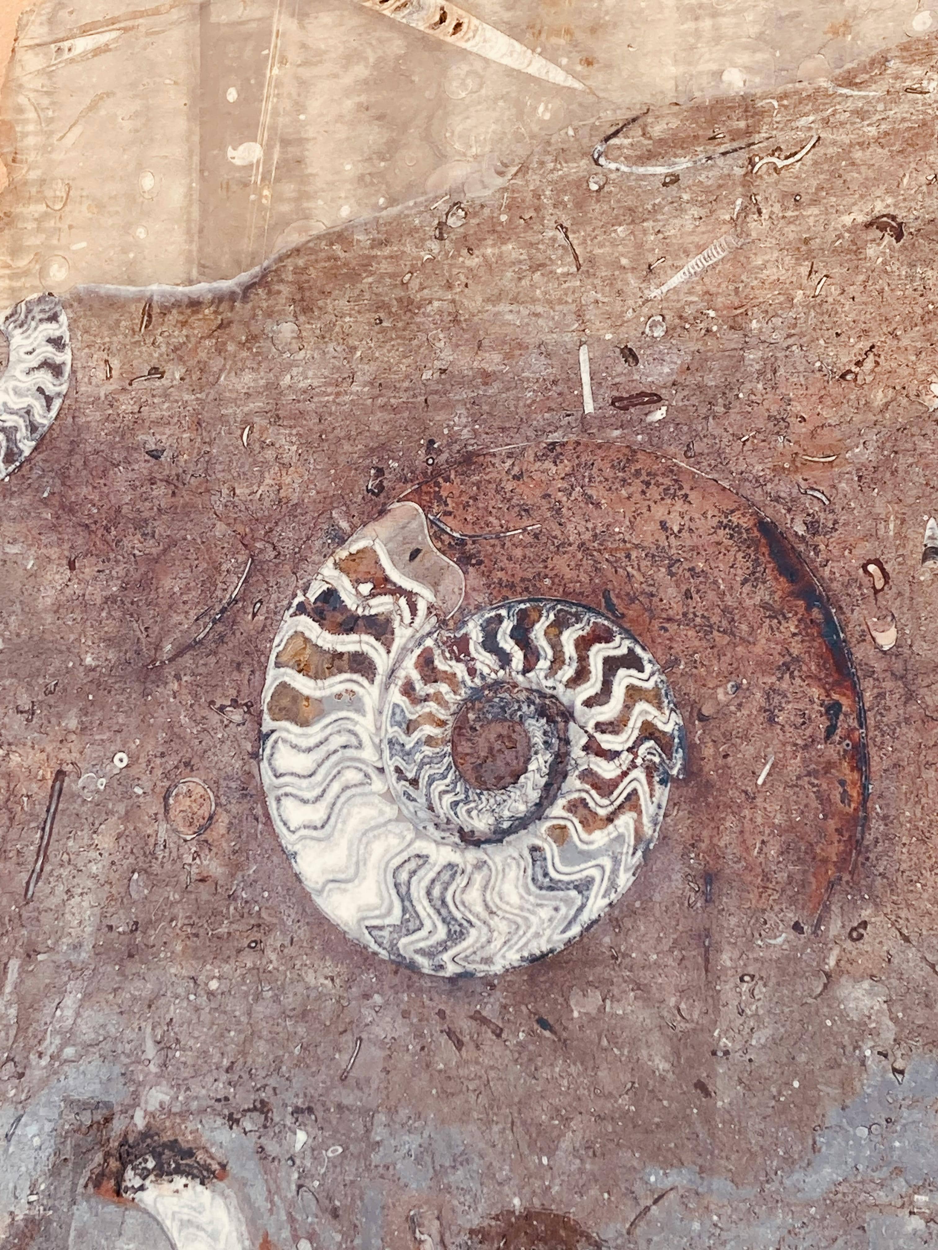 암모나이트 화석