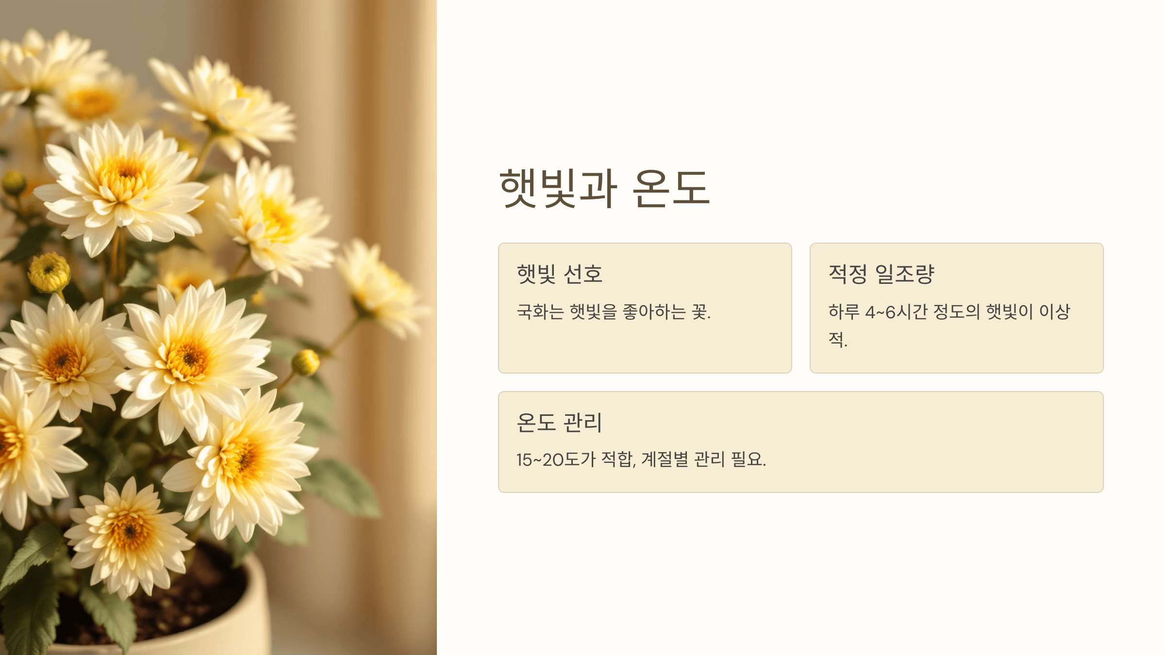 국화꽃과 관련된 사진입니다.