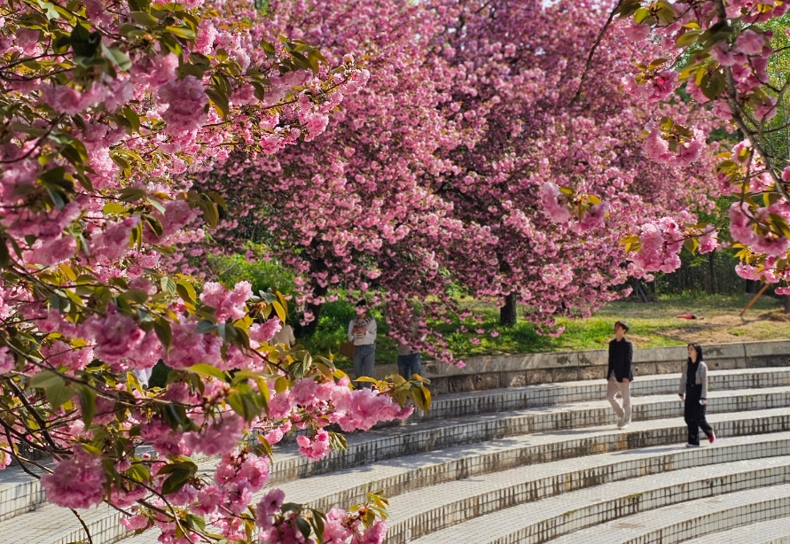 창원 늘푸른전당 겹벚꽃