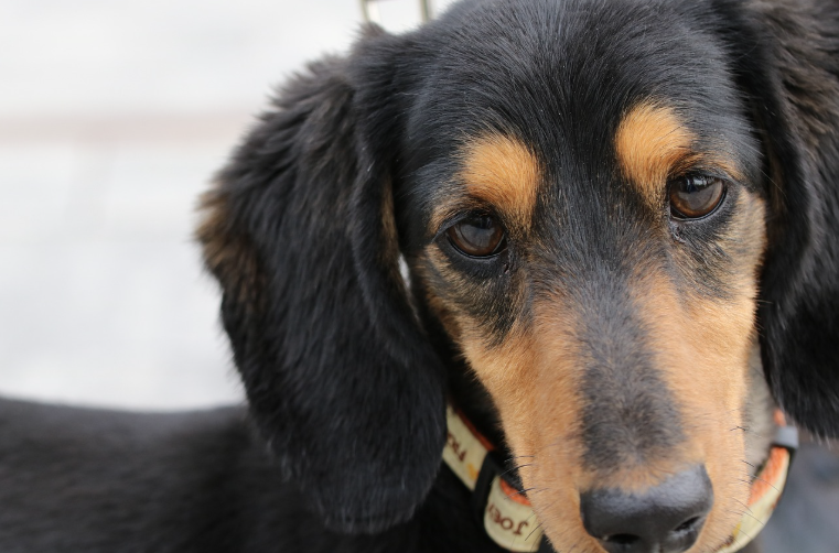 반려동물 비만 예방 및 관리법