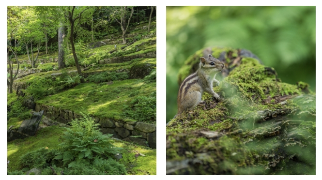 시간을 품은 신비로운 정원, 화담숲 이끼원