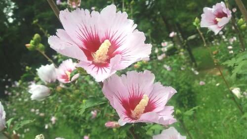 무궁화-꽃-피는시기-개화시기