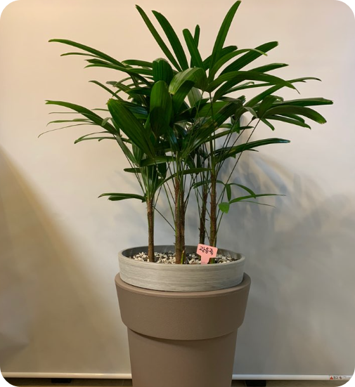 미세먼지를 없애는 실내 공기 정화 식물 BEST 7