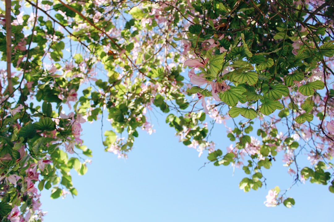 Blossom