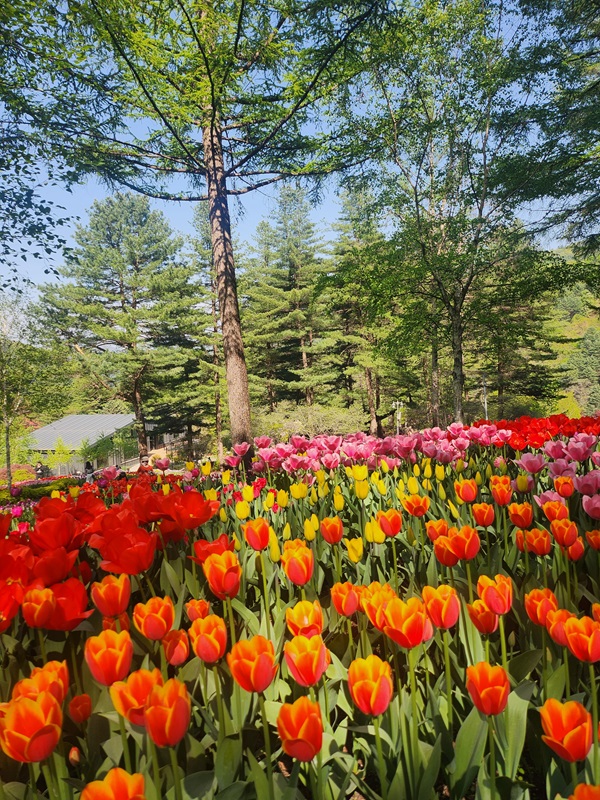 아침고요수목원 입장료, 방문기